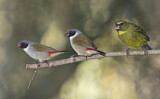 Image. Swee Waxbill & Forest Canary