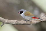 Image. Swee Waxbill
