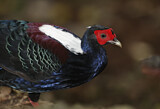 Image. Swinhoe's Pheasant