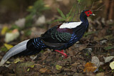 Image. Swinhoe's Pheasant