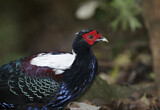 Image. Swinhoe's Pheasant