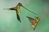 Image. Sword-billed Hummingbird & Chestnut-breasted Coronet