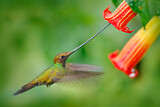 Image. Sword-billed Hummingbird