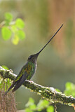 Image. Sword-billed Hummingbird