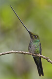 Image. Sword-billed Hummingbird