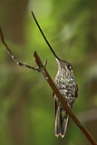 Image. Sword-billed Hummingbird