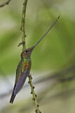 Image. Sword-billed Hummingbird