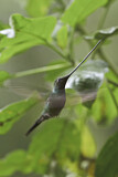 Image. Sword-billed Hummingbird