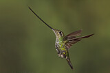 Image. Sword-billed Hummingbird