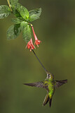 Image. Sword-billed Hummingbird