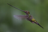Image. Sword-billed Hummingbird