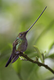 Image. Sword-billed Hummingbird