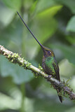 Image. Sword-billed Hummingbird