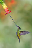 Image. Sword-billed Hummingbird