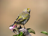 Image. Syrian Serin