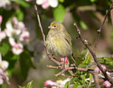 Image. Syrian Serin