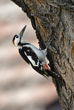 Image. Syrian Woodpecker