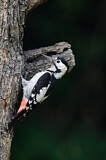 Image. Syrian Woodpecker