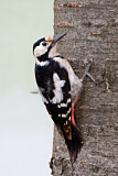 Image. Syrian Woodpecker