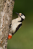 Image. Syrian Woodpecker