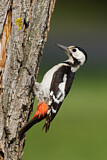 Image. Syrian Woodpecker