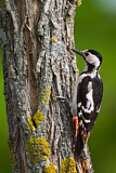 Image. Syrian Woodpecker
