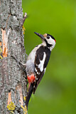 Image. Syrian Woodpecker