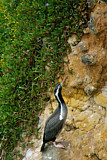 Image. Tüpfelscharbe