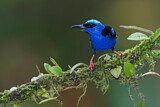 Image. Türkisnaschvogel