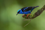 Image. Türkisnaschvogel