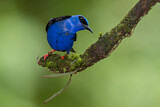 Image. Türkisnaschvogel