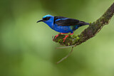Image. Türkisnaschvogel