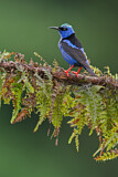 Image. Türkisnaschvogel