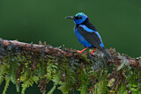 Image. Türkisnaschvogel