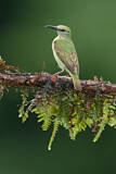 Image. Türkisnaschvogel
