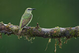 Image. Türkisnaschvogel