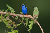 Image. Türkisnaschvogel