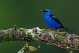 Image. Türkisnaschvogel