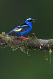 Image. Türkisnaschvogel