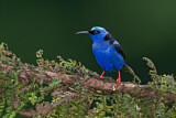 Image. Türkisnaschvogel