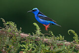 Image. Türkisnaschvogel