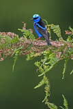 Image. Türkisnaschvogel