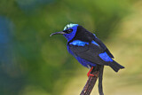 Image. Türkisnaschvogel