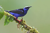 Image. Türkisnaschvogel