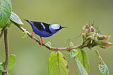 Image. Türkisnaschvogel