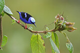 Image. Türkisnaschvogel