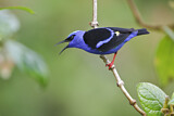 Image. Türkisnaschvogel