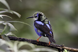 Image. Türkisnaschvogel