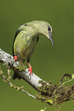 Image. Türkisnaschvogel