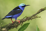Image. Türkisnaschvogel